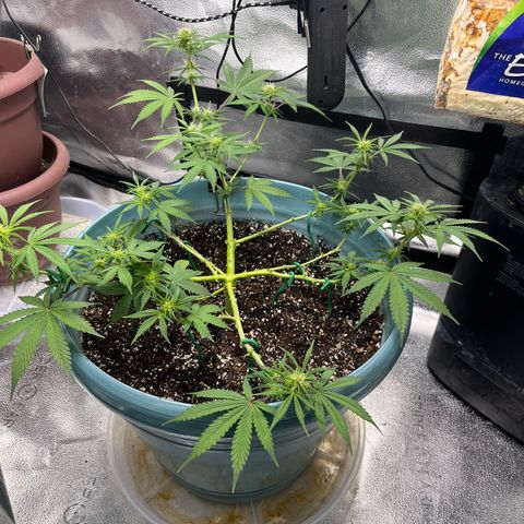 ILGM BLUE DREAM #1 growlog timeline photo