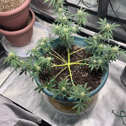 ILGM BLUE DREAM #1 growlog timeline photo