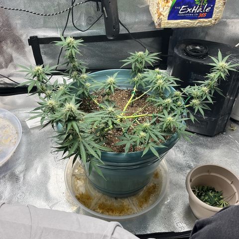 ILGM BLUE DREAM #1 growlog timeline photo