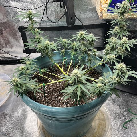 ILGM BLUE DREAM #1 growlog timeline photo