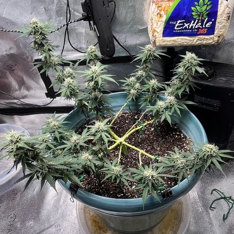 ILGM BLUE DREAM #1 growlog photo: Before/After trimming photos. 