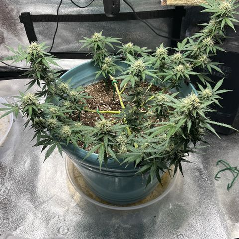 ILGM BLUE DREAM #1 growlog photo: Before/After trimming photos. 