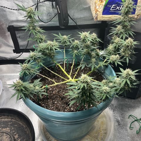 ILGM BLUE DREAM #1 growlog timeline photo