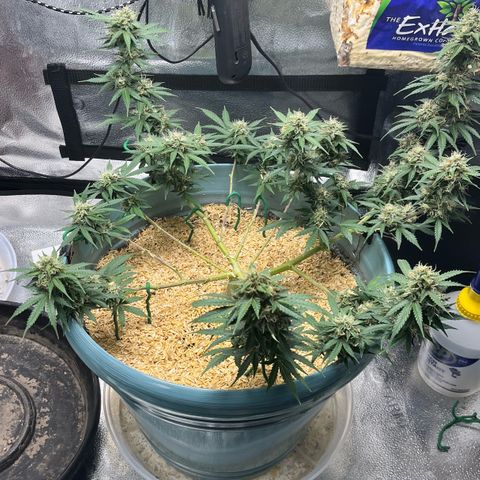 ILGM BLUE DREAM #1 growlog photo: Flowers are getting harder and bigger. 