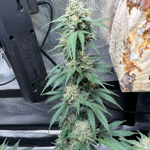 ILGM BLUE DREAM #1 growlog photo: Flowers are getting harder and bigger. 