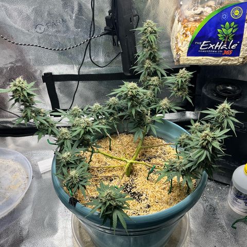 ILGM BLUE DREAM #1 growlog timeline photo