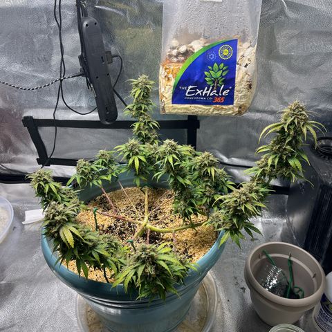 ILGM BLUE DREAM #1 growlog photo: I removed some dried top leaves from her. Here are some pix of the individual flowers as well. I started the bud boost nutes today. 