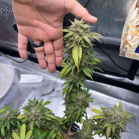 ILGM BLUE DREAM #1 growlog timeline photo