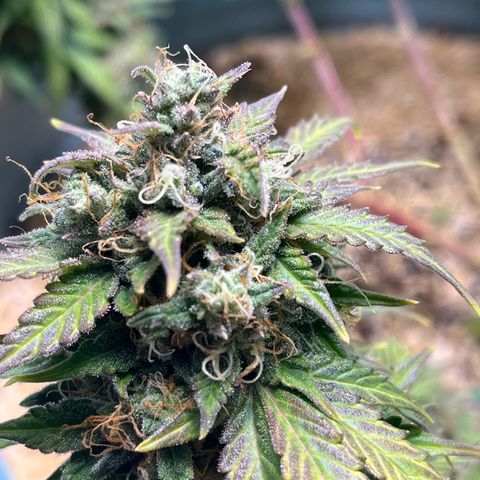 ILGM BLUE DREAM #1 growlog photo: I removed some dried top leaves from her. Here are some pix of the individual flowers as well. I started the bud boost nutes today. 