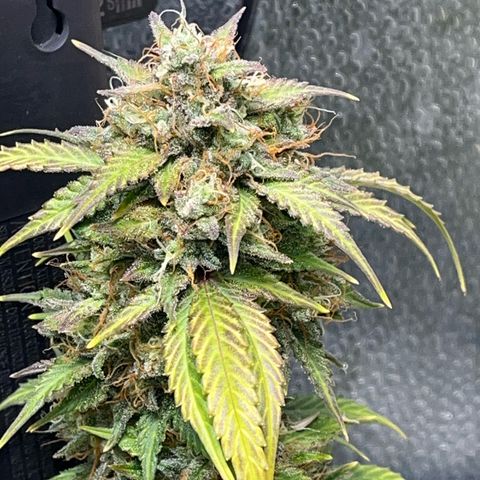 ILGM BLUE DREAM #1 growlog photo: I removed some dried top leaves from her. Here are some pix of the individual flowers as well. I started the bud boost nutes today. 