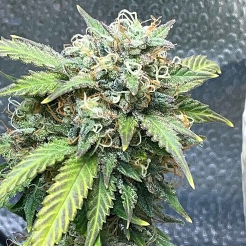 ILGM BLUE DREAM #1 growlog photo: I removed some dried top leaves from her. Here are some pix of the individual flowers as well. I started the bud boost nutes today. 