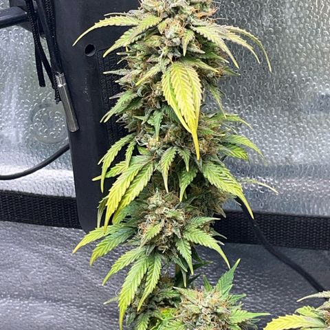 ILGM BLUE DREAM #1 growlog photo: I removed some dried top leaves from her. Here are some pix of the individual flowers as well. I started the bud boost nutes today. 