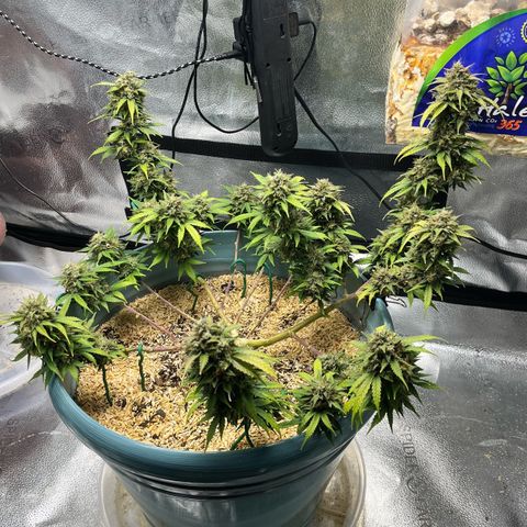 ILGM BLUE DREAM #1 growlog timeline photo