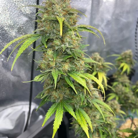 ILGM BLUE DREAM #1 growlog timeline photo