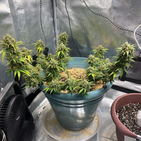 ILGM BLUE DREAM #1 growlog timeline photo