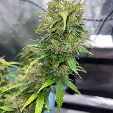 ILGM BLUE DREAM #1 growlog timeline photo