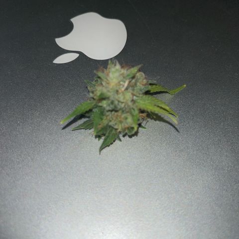 ILGM BLUE DREAM #1 growlog photo: I cut a lower bud today to test the quality. 
