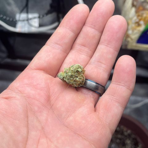 ILGM BLUE DREAM #1 growlog photo: I’m still in the flushing every other day routine.

I sampled a small piece of the bud I trimmed on December 2. OMG 😎😎😎I had a nice high within 5 minutes of the first hit and after finishing the small piece. The high is wonderful, focusing buzz. So far the effect is lasting at least 30 minutes (I’m writing this high BTW). 