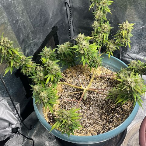 ILGM BLUE DREAM #1 growlog photo: I’m still in the flushing every other day routine.

I sampled a small piece of the bud I trimmed on December 2. OMG 😎😎😎I had a nice high within 5 minutes of the first hit and after finishing the small piece. The high is wonderful, focusing buzz. So far the effect is lasting at least 30 minutes (I’m writing this high BTW). 