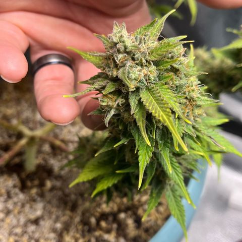 ILGM BLUE DREAM #1 growlog photo: I’m still in the flushing every other day routine.

I sampled a small piece of the bud I trimmed on December 2. OMG 😎😎😎I had a nice high within 5 minutes of the first hit and after finishing the small piece. The high is wonderful, focusing buzz. So far the effect is lasting at least 30 minutes (I’m writing this high BTW). 