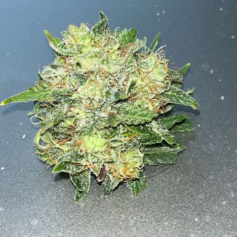 ILGM BLUE DREAM #1 growlog photo: I cut another sample to test. I’ll allow it to cure for a couple of days. The tricones look great. Mostly cloudy now. 