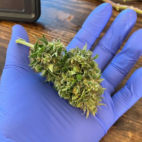 ILGM BLUE DREAM #1 growlog timeline photo