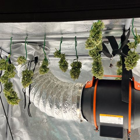 ILGM BLUE DREAM #1 growlog timeline photo