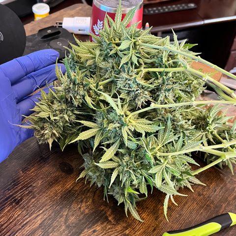 ILGM BLUE DREAM #1 growlog timeline photo