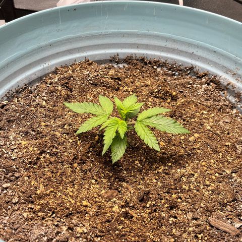 ILGM-Blue Dream Auto #2 growlog timeline photo