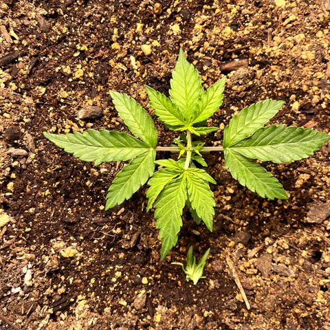 ILGM-Blue Dream Auto #2 growlog photo: Pre/Post Topping