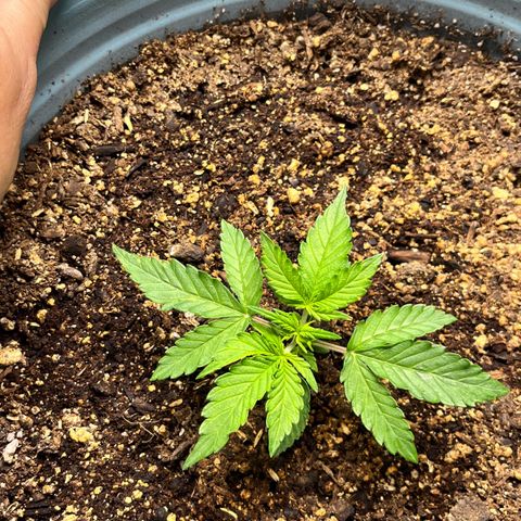 ILGM-Blue Dream Auto #2 growlog photo: Pre/Post Topping
