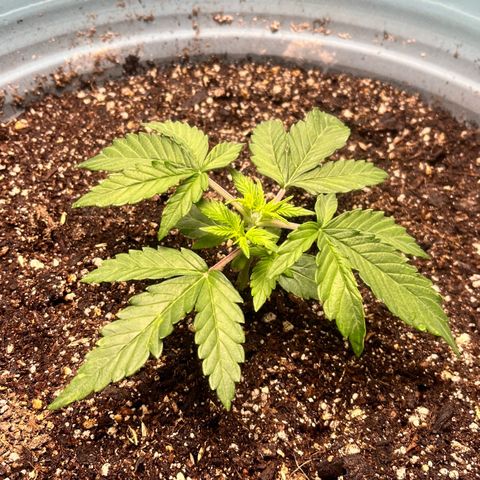ILGM-Blue Dream Auto #2 growlog photo: Pre/post nute treatment. 