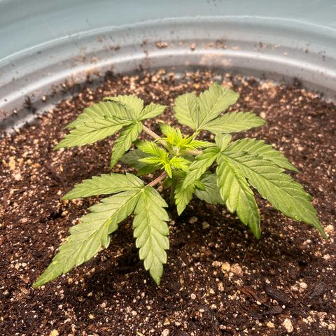 ILGM-Blue Dream Auto #2 growlog photo: Pre/post nute treatment. 