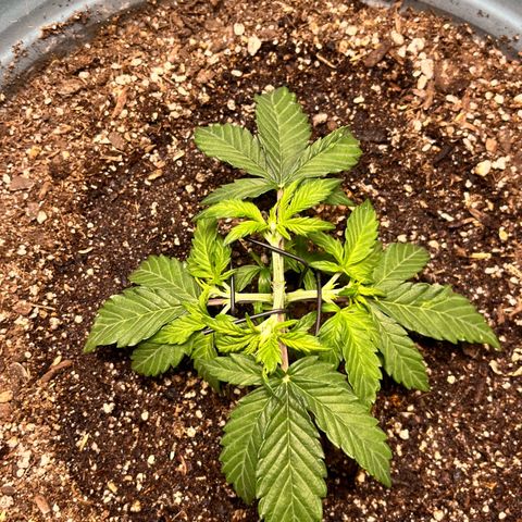 ILGM-Blue Dream Auto #2 growlog photo: Started LST today. 