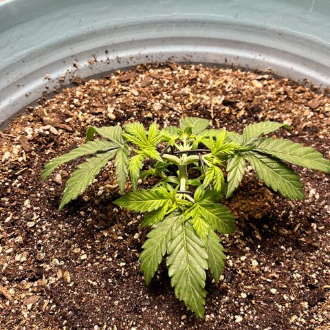 ILGM-Blue Dream Auto #2 growlog photo: Started LST today. 