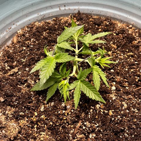 ILGM-Blue Dream Auto #2 growlog photo: Some light LST. I trimmed off older leaves. 

I am curious to see if I am stunting the plant by LST too early or not. Time will tell. 