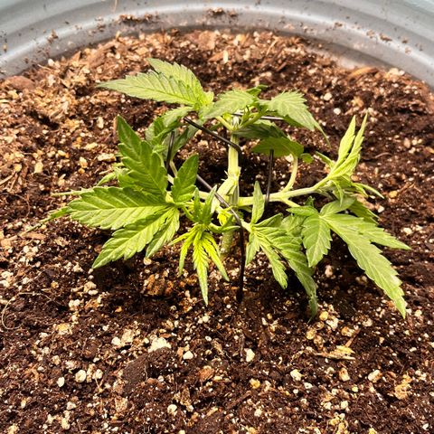 ILGM-Blue Dream Auto #2 growlog photo: Some light LST. I trimmed off older leaves. 

I am curious to see if I am stunting the plant by LST too early or not. Time will tell. 