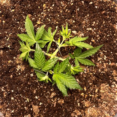 ILGM-Blue Dream Auto #2 growlog photo: Some light LST. I trimmed off older leaves. 

I am curious to see if I am stunting the plant by LST too early or not. Time will tell. 