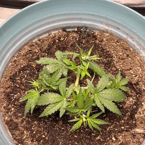 ILGM-Blue Dream Auto #2 growlog timeline photo