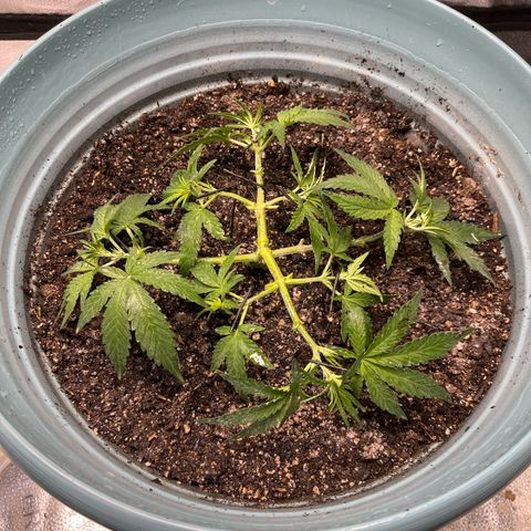 ILGM-Blue Dream Auto #2 growlog timeline photo