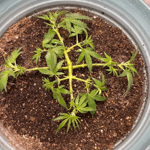 ILGM-Blue Dream Auto #2 growlog timeline photo
