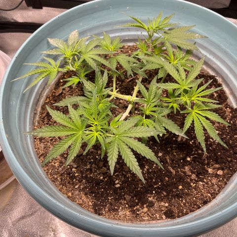 ILGM-Blue Dream Auto #2 growlog timeline photo