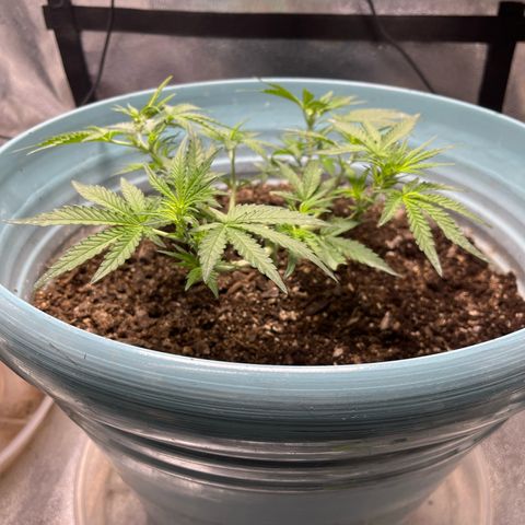 ILGM-Blue Dream Auto #2 growlog timeline photo