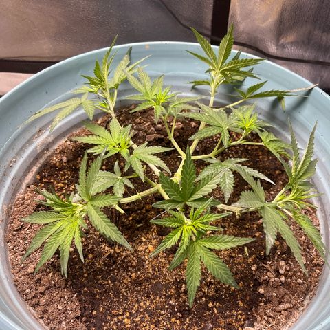 ILGM-Blue Dream Auto #2 growlog photo: A little LST
