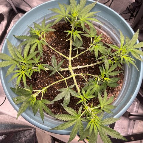 ILGM-Blue Dream Auto #2 growlog photo: After some LST and Trimming