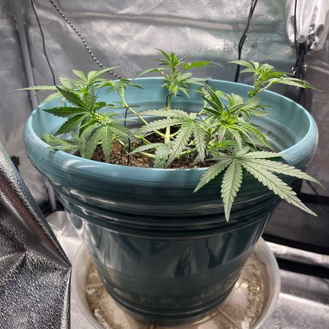 ILGM-Blue Dream Auto #2 growlog timeline photo