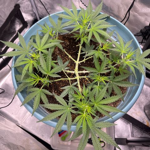 ILGM-Blue Dream Auto #2 growlog timeline photo