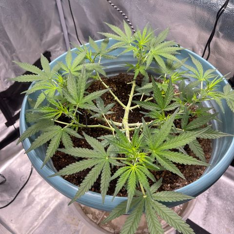 ILGM-Blue Dream Auto #2 growlog timeline photo