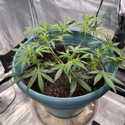 ILGM-Blue Dream Auto #2 growlog photo: Preparing to start the bloom stage in a couple of days. 