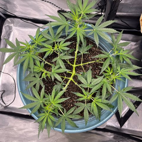 ILGM-Blue Dream Auto #2 growlog photo: Preparing to start the bloom stage in a couple of days. 